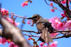 春が来た‼️