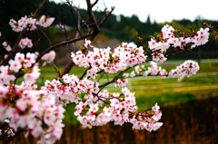 普通の桜