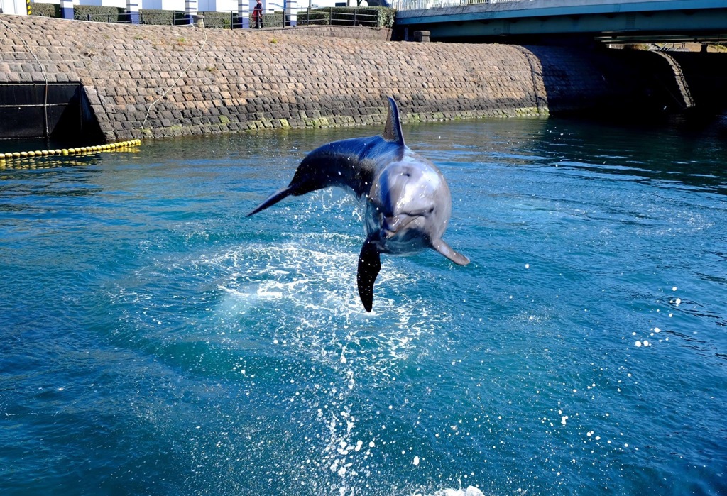 オッス‼️