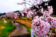 普通の桜 その次