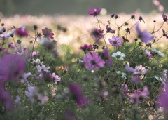 おはよう　秋桜