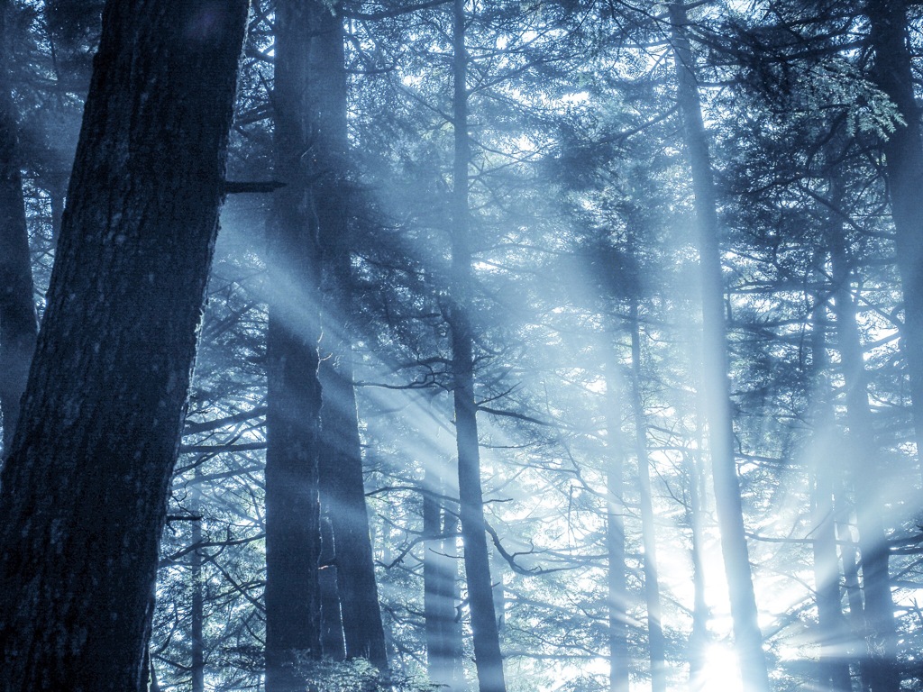 光の森