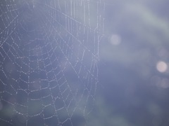 雨の光