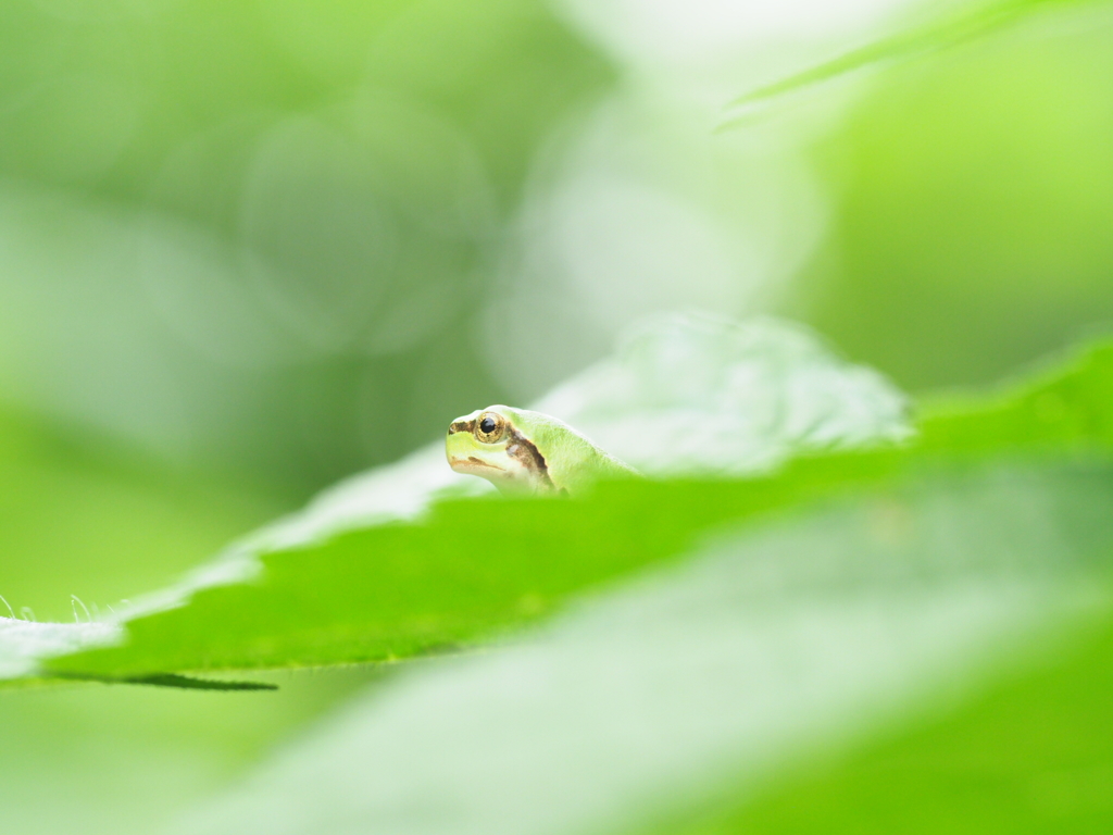 雨上がり
