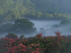 霧の中咲く