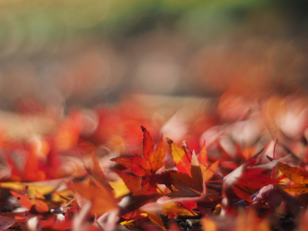 紅葉