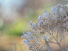 紫陽花〜風にゆられて〜