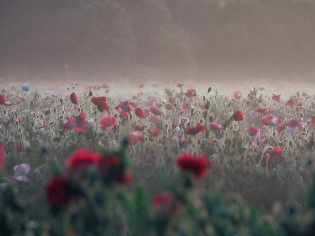 朝霧の中で咲く花
