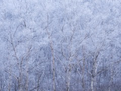 冬に咲く花