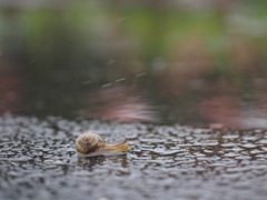 雨の日の散歩