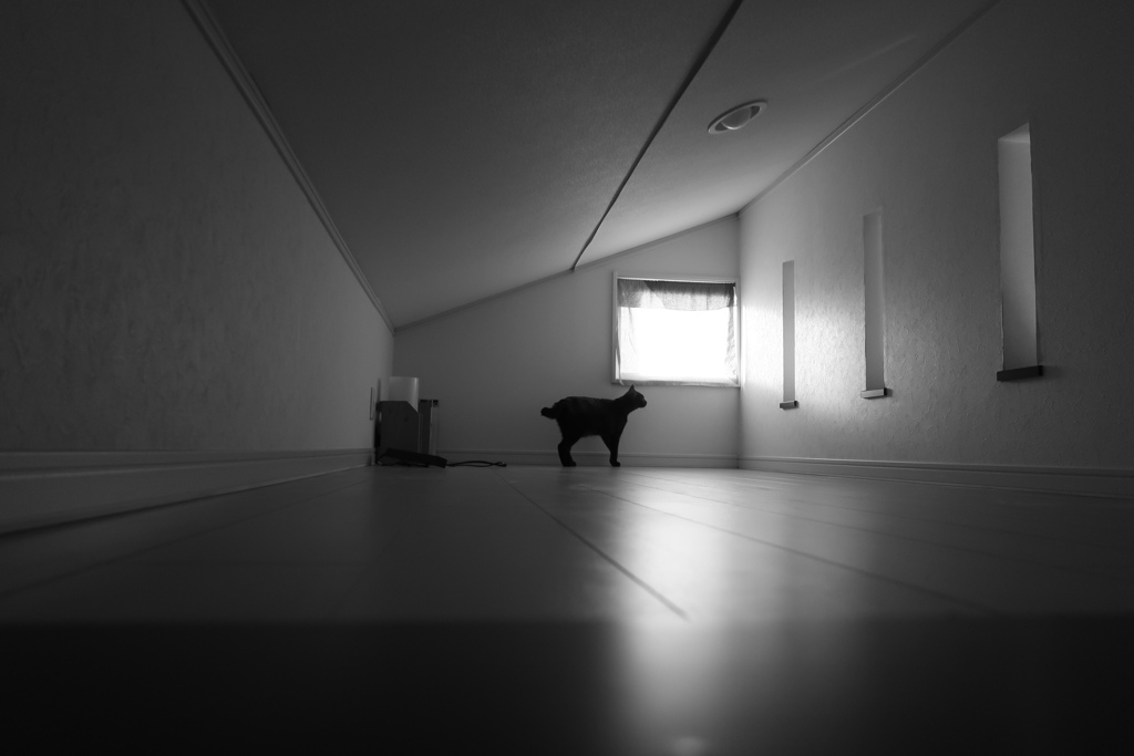 猫と屋根裏