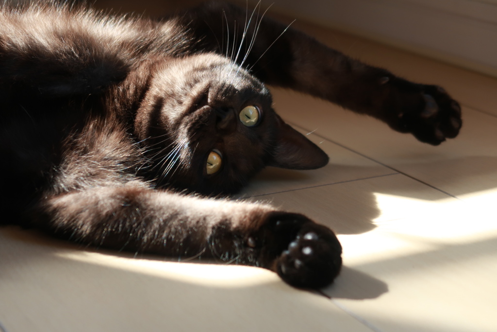 黒ねこの時間