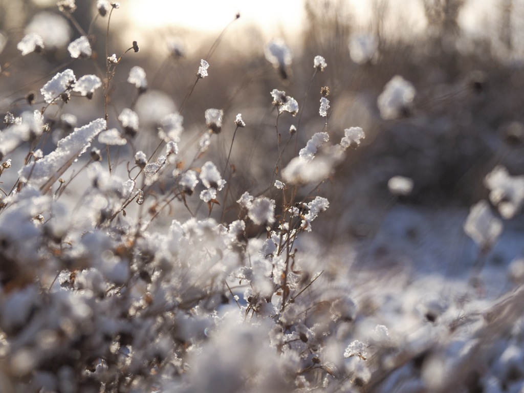 雪の花