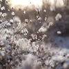 雪の花