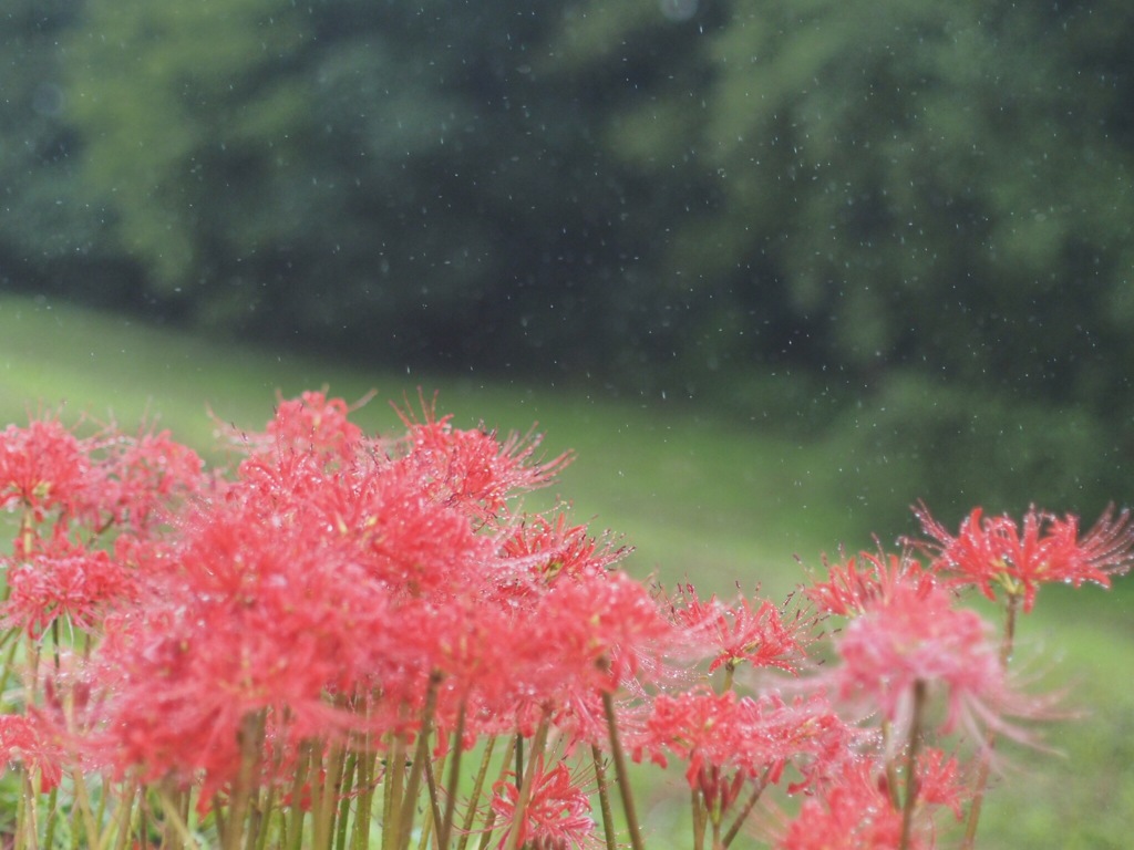 雨の日