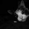 占領されたこたつの中