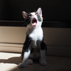 三毛猫さんのあくび