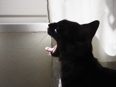 黒猫さんのあくび