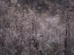 冷たい花