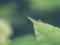 蟷螂と蟻の関係