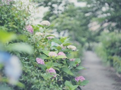 紫陽花の咲く道