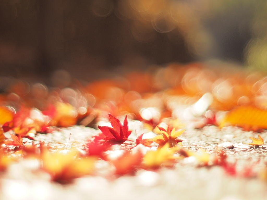 紅葉