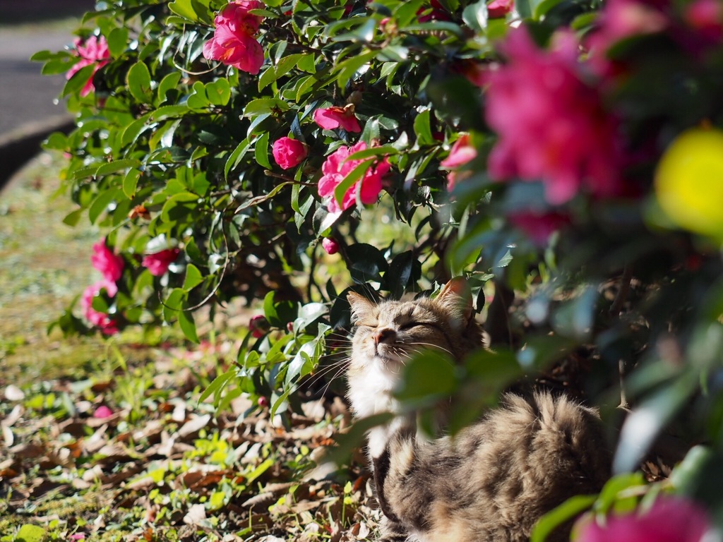 ピンクのお花に囲まれて