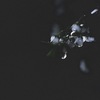 雨