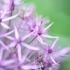 Small purple