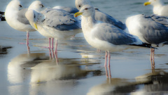 春の海　Ⅳ