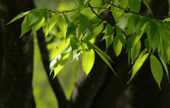 新緑 -8