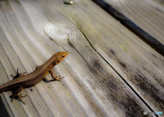 ちいさな生き物たち