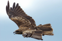 猛禽れんしゅう  -1