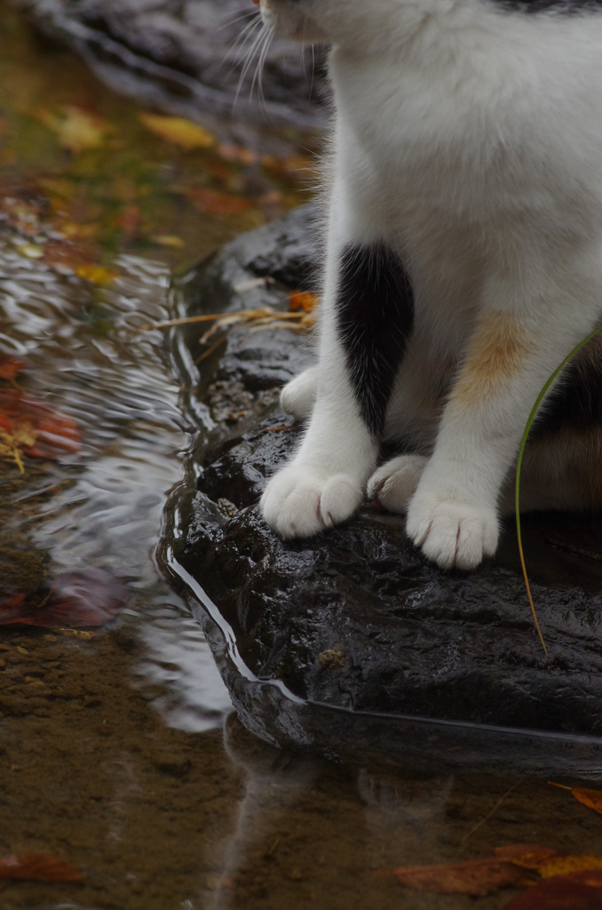 水辺のcat 秋
