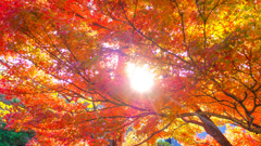 太陽を見た毒蛇の歌