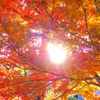 太陽を見た毒蛇の歌