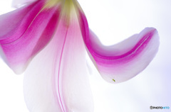 和風チューリップ