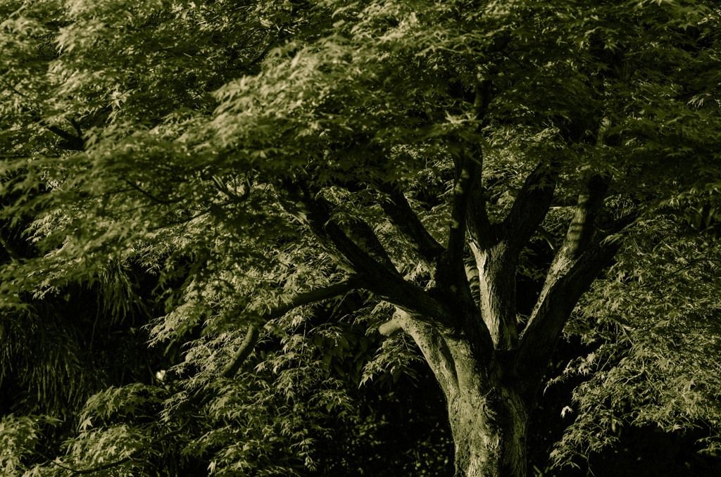 ホトヒト故障　むかしのミクシへ行くかなあ