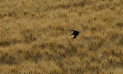 夕暮れ　神の子