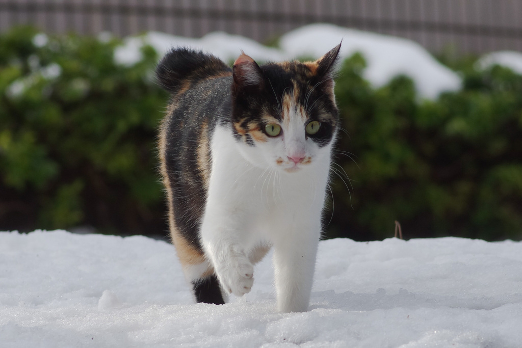 はんぶんこ