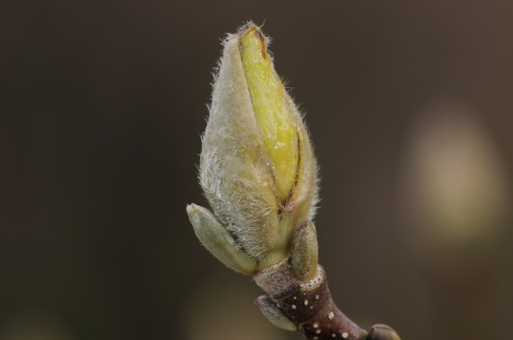 Pentax 100Macro＋HD1.4X　なんてことを