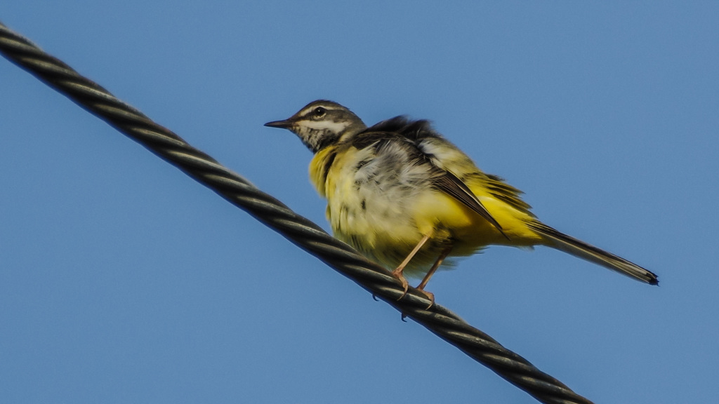 電線キセキレイ