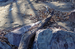 SDカードの残骸やんけ