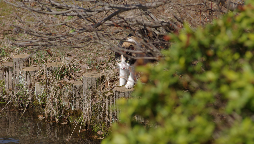 野良ちゃんと友だちになるには