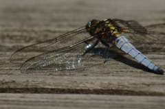 シオヤトンボ -1