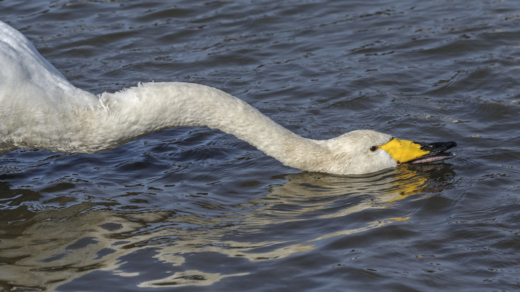  -8  ぬあ～～っと