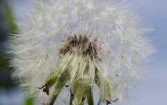 たんぽぽ -1