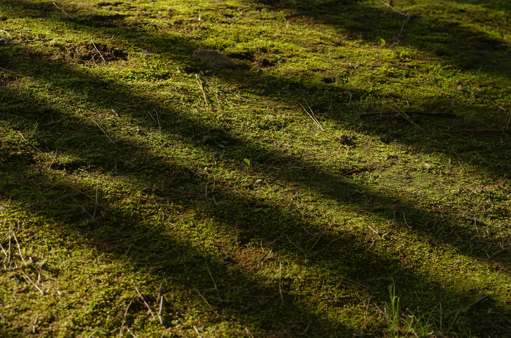 大好きニッポン