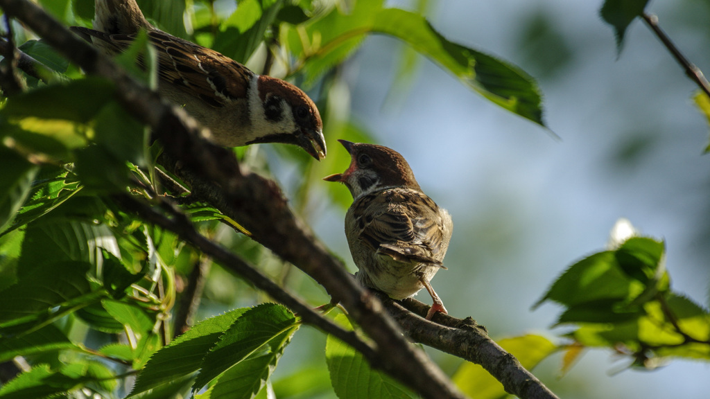 ニンゲンの世界なんて知らないよ♪