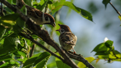 ニンゲンの世界なんて知らないよ♪